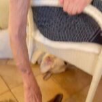 Enzo Salvi Instagram - “Un cane è la sola cosa su questa terra che vi ami più di quanto non ami se stesso.”❤️❤️❤️ Nonna Bruna e i suoi Angeli con la coda Zeus Peggy e Tyson Ostia Lido
