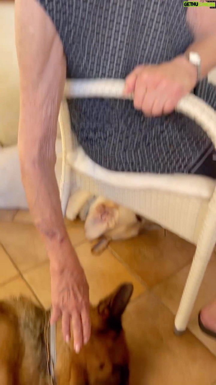 Enzo Salvi - 6.6K Likes - “Un cane è la sola cosa su questa terra che vi ami più di quanto non ami se stesso.”❤️❤️❤️ Nonna Bruna e i suoi Angeli con la coda Zeus Peggy e Tyson