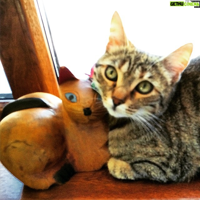 Erdal Küçükkömürcü Instagram - Bir kedim var 😃
