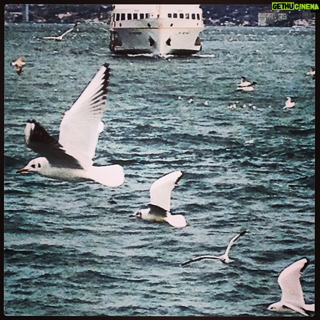 Erdal Küçükkömürcü Instagram - Eminönü-Kadıköy Vapuru