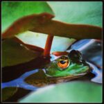 Erdal Küçükkömürcü Instagram – Bu kurbağayı çekmeye doymadım 🌟