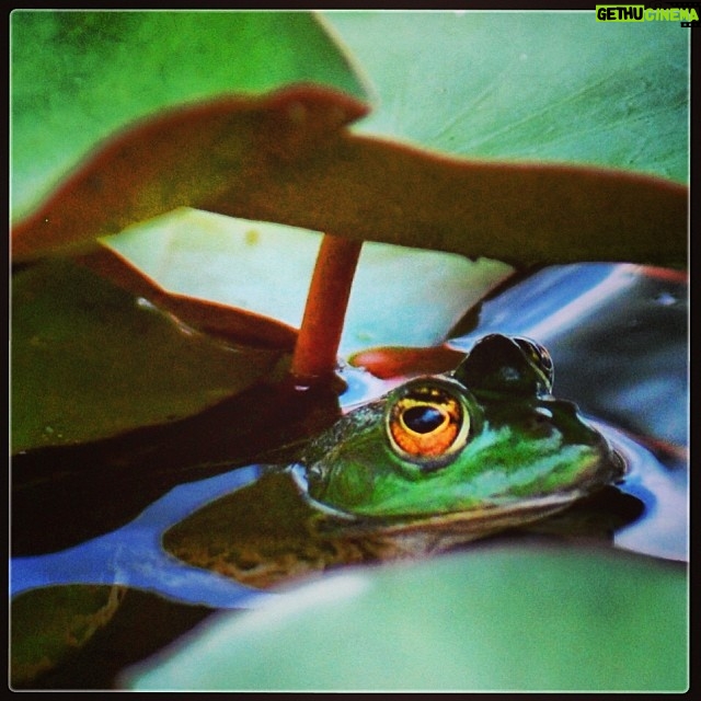 Erdal Küçükkömürcü Instagram - Bu kurbağayı çekmeye doymadım 🌟