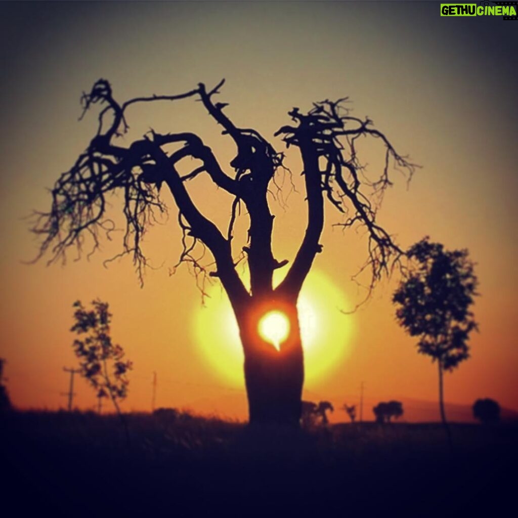 Erdal Küçükkömürcü Instagram - İçinden güneş geçen ağaç 🙄 Denizli Cankurtaran Yaylasi
