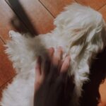 Erol Instagram - ⠀ 記得有一陣子我狀態很不好，剛搬回家 除了吃飯，其它時間都把自己關著 雷夢每天帶著她的小玩具來敲我房門 一開始沒理她，沈浸在自己情緒裡 但她依然時間到就會來，不厭其煩 有一次真的被煩到，覺得她好吵準備開門把她趕走 門打開那瞬間發現她充滿期待看著我 一直轉圈圈，並且把最愛的玩具丟給我 好像在說：終於等到妳了！趕快來玩！ 不得不說妳出現的這段時間真的照亮了我 大部分人會說「花時間」陪寵物 其實毛小孩們才是花了一輩子在陪你。 不用學會什麼特別才藝，或比其他狗狗聰明 一起賽跑、玩躲貓貓都是美好生活的一部分。 隨著年紀增長越能感受時間消逝 希望在有限的時間裡，盡量替妳製造無限快樂的回憶 #lifestyle #puppy #doglover