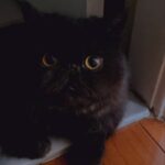 Erol Instagram - 栗栗子滿天飛🌰無限量供應中 #栗栗 #加菲猫 #cat #catlife #catphoto