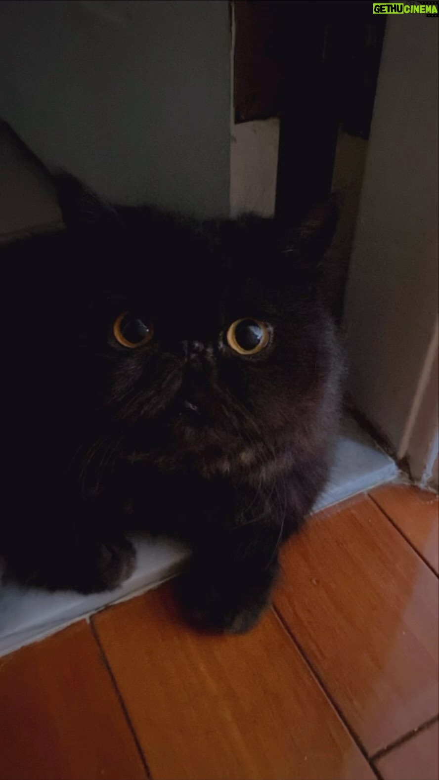 Erol Instagram - 栗栗子滿天飛🌰無限量供應中 #栗栗 #加菲猫 #cat #catlife #catphoto