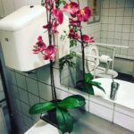 Espen Eckbo Instagram - Denne orkidéen og jeg har én ting til felles: Dette bensinstasjonhandicaptoalettet er strengt tatt ikke for oss.