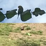 Espen Eckbo Instagram - Dårlige bilder, men prøver å dokumentere at en grønn undulat har joinet en flokk med troster og nyter sommeren i Frognerparken. Madserud alle, ved barnehagen og i hagene rundt nr. 56 og 58 - om noen savner fuglen sin.