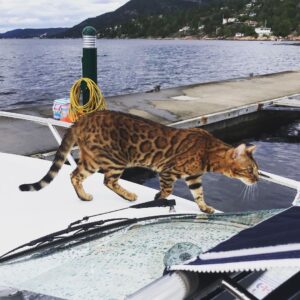 Espen Eckbo Instagram - Noen som savner sin båtvante leopard?