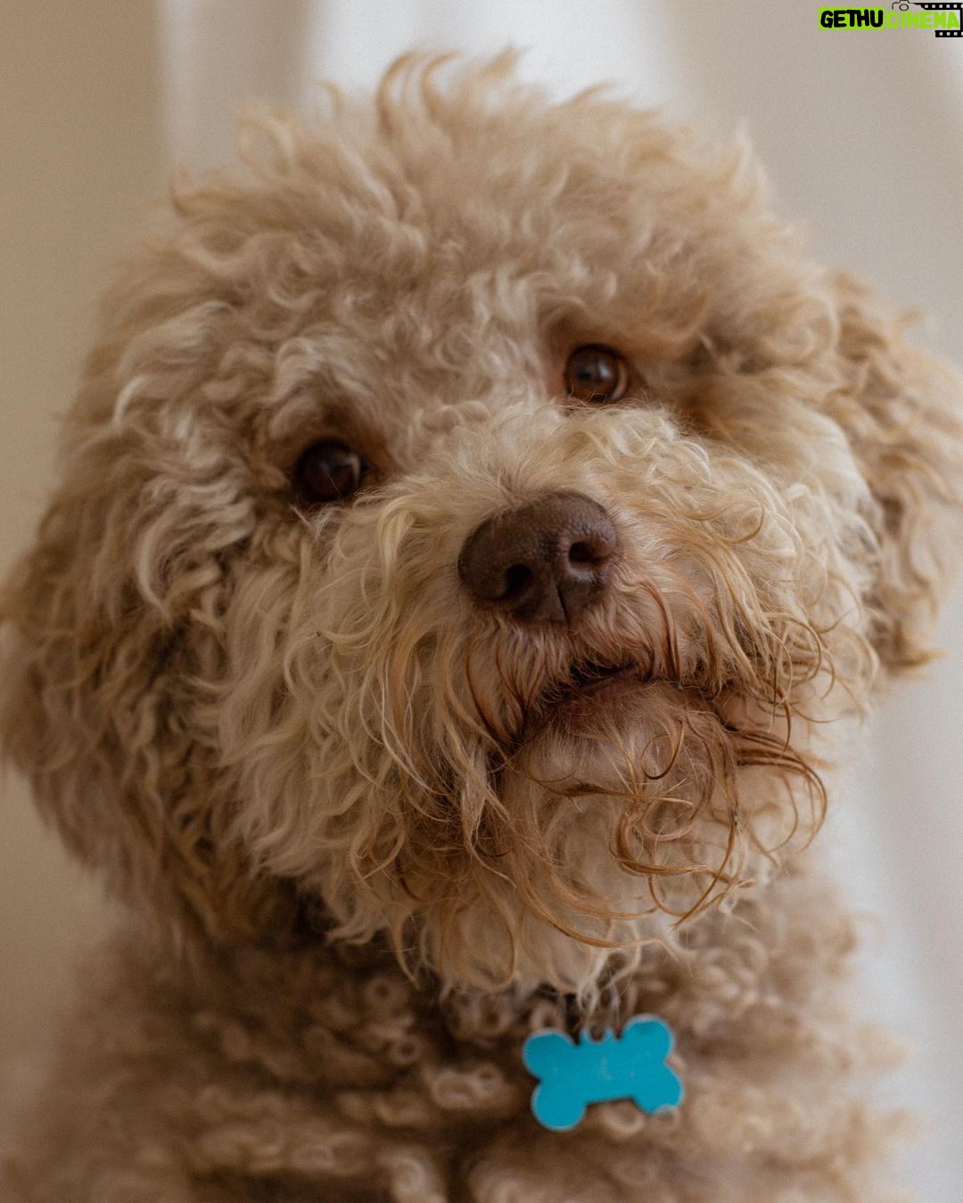 Esther Acebo Instagram - FeLices 8 años, Django 🎂 mi fieL compañero, mi pequeño macarra, eterno cachorro Loco. No importa el tiempo que pase o Los cambios que haya en nuestra vida, tú siempre estás ahí para defenderme de cualquier ser vivo que quiera acercarse amabLemente, señores con bastón o bolsas grandes, runners o repartidores de cuaLquier índoLe (estos últimos los consideramos potencialmente peligrosos…) Gracias por adaptarte tan bien a todos Los cambios que se te ponen por delante. Y disfrutarLos!! Tú sí q sabes.. Te quiero Dj. • 📸 @alelanoix