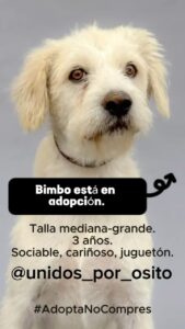 Eugenio Derbez Instagram - #adoptanocompres Todos estos refugios tienen animales de compañía en adopción, esperando una familia que los ame: @corazondeperromx @adopcioneslunaytamara @alberguesancristobal @centroparaperrosygatos @refugio_franciscano_ac @siempreatulado_refugio @manadasanalberguecanino @adoptacan.sur @sabina_doggy_rescues @unidos_por_osito