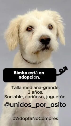 Eugenio Derbez Instagram - #adoptanocompres 

Todos estos refugios tienen animales de compañía en adopción, esperando una familia que los ame: @corazondeperromx 
@adopcioneslunaytamara 
@alberguesancristobal 
@centroparaperrosygatos 
@refugio_franciscano_ac 
@siempreatulado_refugio 
@manadasanalberguecanino 
@adoptacan.sur 
@sabina_doggy_rescues 
@unidos_por_osito