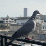 Eva Marisol Gutowski Instagram - Do we think the French pigeons and nyc pigeons would get along or get cliquey and establish hierarchy… 🐦 Paris, France
