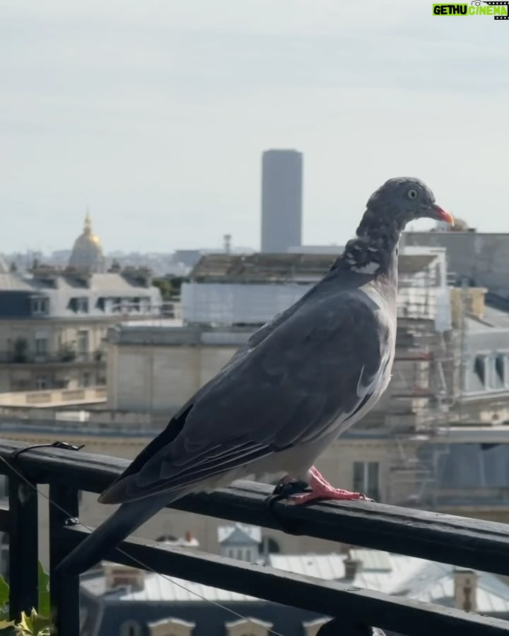 Eva Marisol Gutowski Instagram - Do we think the French pigeons and nyc pigeons would get along or get cliquey and establish hierarchy… 🐦 Paris, France