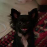 Eva Noblezada Instagram - good dog pics 🫶🏽