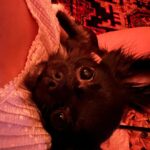 Eva Noblezada Instagram - good dog pics 🫶🏽