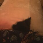 Eva Noblezada Instagram - sleepless in manhattan thrillingly unhinged in millburn one happy Pisces 🕯️🎃🍂🥀🎭🍾👁️🫁👻❤️‍🔥 Dracula's Castle, Bran Castle,transylvania, Romania
