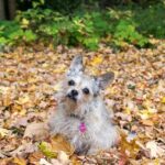 Evan Thomas Instagram - It was a great weekend up north! Got some fall foliage in before our schedule gets crazy! Belle also looks amazing in fall tones!! Happy fall y’all! #happyfall #northernmichigan #happyplace #nature #fall #fallfoliage #belle #dogsofinstagram #puremichigan Northern Michigan