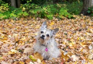 Evan Thomas Instagram - It was a great weekend up north!  Got some fall foliage in before our schedule gets crazy!  Belle also looks amazing in fall tones!! Happy fall y’all!  #happyfall #northernmichigan #happyplace #nature #fall #fallfoliage #belle #dogsofinstagram #puremichigan