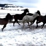 Falk Hentschel Instagram - If you want to experience a week in the wilderness with the horses and I and expand your mind, get more conscious with what you’re creating DM me for more info. Experience true freedom.