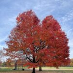 Fareed Zakaria Instagram - The last autumn leaves... Central Park, New York
