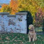 Fareed Zakaria Instagram - Brody in the Fall. 🤳@omar.zakariaa #nofilter Rhinebeck, New York