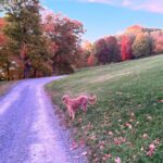 Fareed Zakaria Instagram - Brody in the Fall. 🤳@omar.zakariaa #nofilter Rhinebeck, New York