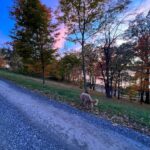 Fareed Zakaria Instagram - Brody in the Fall. 🤳@omar.zakariaa #nofilter Rhinebeck, New York