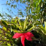 Fernanda Souza Instagram - Meus presentes de 39 anos: Natureza Nascer do sol Silêncio Oração Flores Saúde Amor dos que me amam E o melhor presente de todos é o amor dessa mulher que é minha estrutura, minha paz, minha aula, minha parceira, meu colo, minha razão e meu coração! Obrigada, Meu Deus! Por tanto! E bora pra mais uma volta ao Sol! 🎂🎈🎉🥳 E obrigada por tanto carinhooo, gente!!!!!!