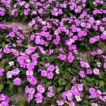 Fernanda Souza Instagram - Me tornei a tia que para pra assistir esse espetáculo da natureza, tira foto de flor e escuta solfeggio enquanto faz um grounding… 🤣🙏🏻 🤷🏼‍♀️ Unique Garden