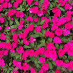 Fernanda Souza Instagram – Me tornei a tia que para pra assistir
esse espetáculo da natureza,
tira foto de flor e escuta solfeggio
enquanto faz um grounding… 🤣🙏🏻 🤷🏼‍♀️ Unique Garden