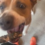 Florence Pugh Instagram - It’s our Missy moo’s birthday today! We fostered her three years ago and fell in love with her on day one so asked to adopt. She is the LIGHT OF MY LIFE. I’ve never walked with someone who gets more smiles just walking down the street than she does. She snuggles me when I’m sad and sings opera when I come home. Even makeup artists are jealous of her natural eye shadow look. This dog.. she makes my heart happy.