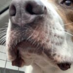 Florence Pugh Instagram - The softest nose and she knows it. #IMISSHERSOMUCH