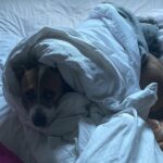Florence Pugh Instagram - It’s our Missy moo’s birthday today! We fostered her three years ago and fell in love with her on day one so asked to adopt. She is the LIGHT OF MY LIFE. I’ve never walked with someone who gets more smiles just walking down the street than she does. She snuggles me when I’m sad and sings opera when I come home. Even makeup artists are jealous of her natural eye shadow look. This dog.. she makes my heart happy.