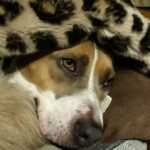 Florence Pugh Instagram - It’s our Missy moo’s birthday today! We fostered her three years ago and fell in love with her on day one so asked to adopt. She is the LIGHT OF MY LIFE. I’ve never walked with someone who gets more smiles just walking down the street than she does. She snuggles me when I’m sad and sings opera when I come home. Even makeup artists are jealous of her natural eye shadow look. This dog.. she makes my heart happy.