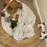 Florence Pugh Instagram - It’s our Missy moo’s birthday today! We fostered her three years ago and fell in love with her on day one so asked to adopt. She is the LIGHT OF MY LIFE. I’ve never walked with someone who gets more smiles just walking down the street than she does. She snuggles me when I’m sad and sings opera when I come home. Even makeup artists are jealous of her natural eye shadow look. This dog.. she makes my heart happy.