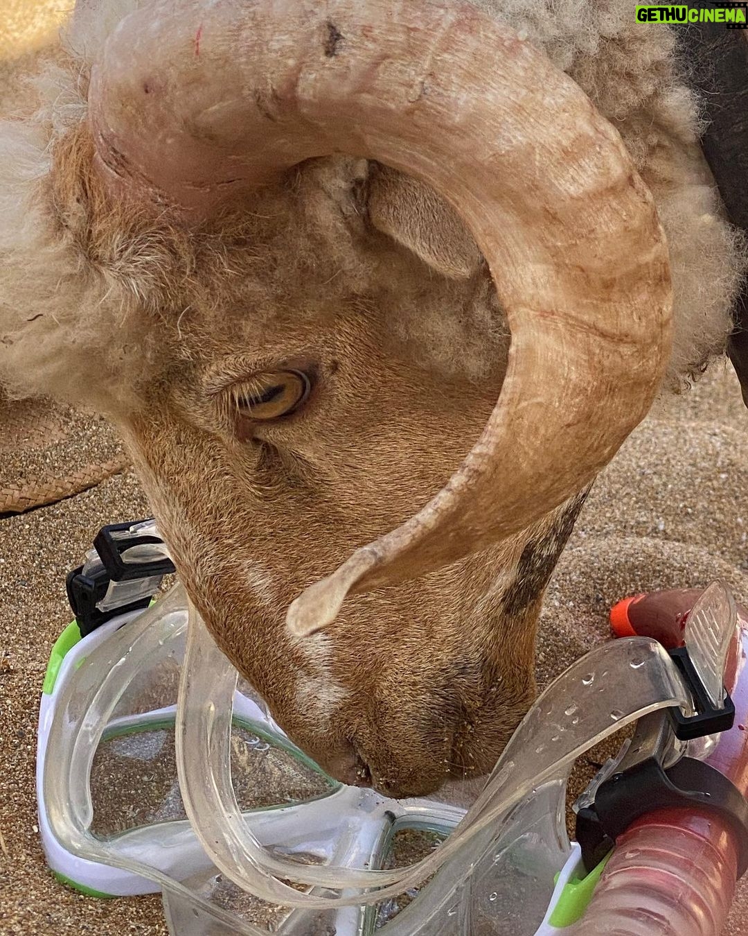 Florence Pugh Instagram - Rams and gals and tzatziki and dacos and @ashleyparklady and my hair looking like spikey flowers. P.S. we met a lone Ram who was super thirsty and hungry for attention so fed it water in the only utensil we had… a snorkel.