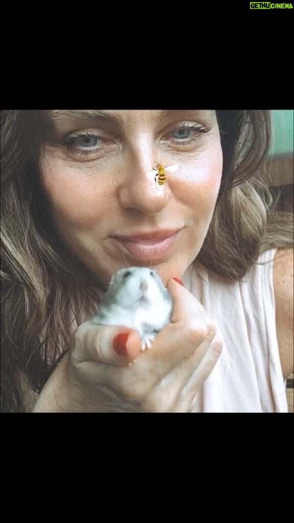 Florencia Ortiz Instagram - Recién hoy te puedo hacer este pequeño homenaje y aun asi lloro. Te amamos Servita, nos hiciste muy felices. #hamster #amor #bb #hamsterruso ❤️‍🩹💜⭐️ Barcelona, Spain