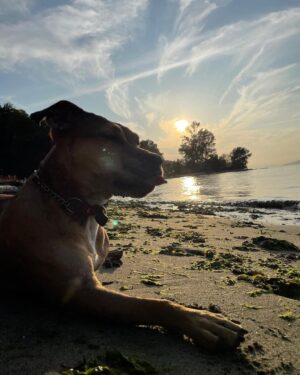 Floriana Lima Instagram - Happy #nationaldogday!
