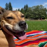 Floriana Lima Instagram - Happy #nationaldogday!