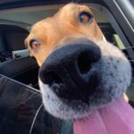 Floriana Lima Instagram - Happy #nationaldogday!