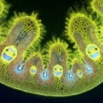 Francis Ford Coppola Instagram - A microscopic photo of a blade of grass, looking very happy. What is nature trying to tell us?