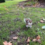 Frankie Boyle Instagram - I’ve known this squirrel for years. Today he just appeared beside me and put his paw on my leg. He looked at me with a slight air of commiseration. I shrugged. We both sat looking at the trees for a bit.