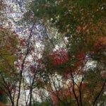 Gözde Şencan Instagram - 🍁🐥