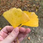 Gözde Şencan Instagram - 🍁🐥