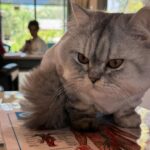 Gülben Ergen Instagram - Beslenmenin önemi hayatımızın o kadar önemli ve büyük bir dilimini kapsıyor ki… Çiğ yemek Çay kahve alışkanlığını frenlemek. Çorba ve su içmeyi çoğaltmak. Un Şeker ikilisinden uzak durmak. Phuket #TheLifeCo ailesine kendime ayırdığım bu beş gün için çok teşekkür ederim 🥒🥦🥕🥗🥥🥭🍋