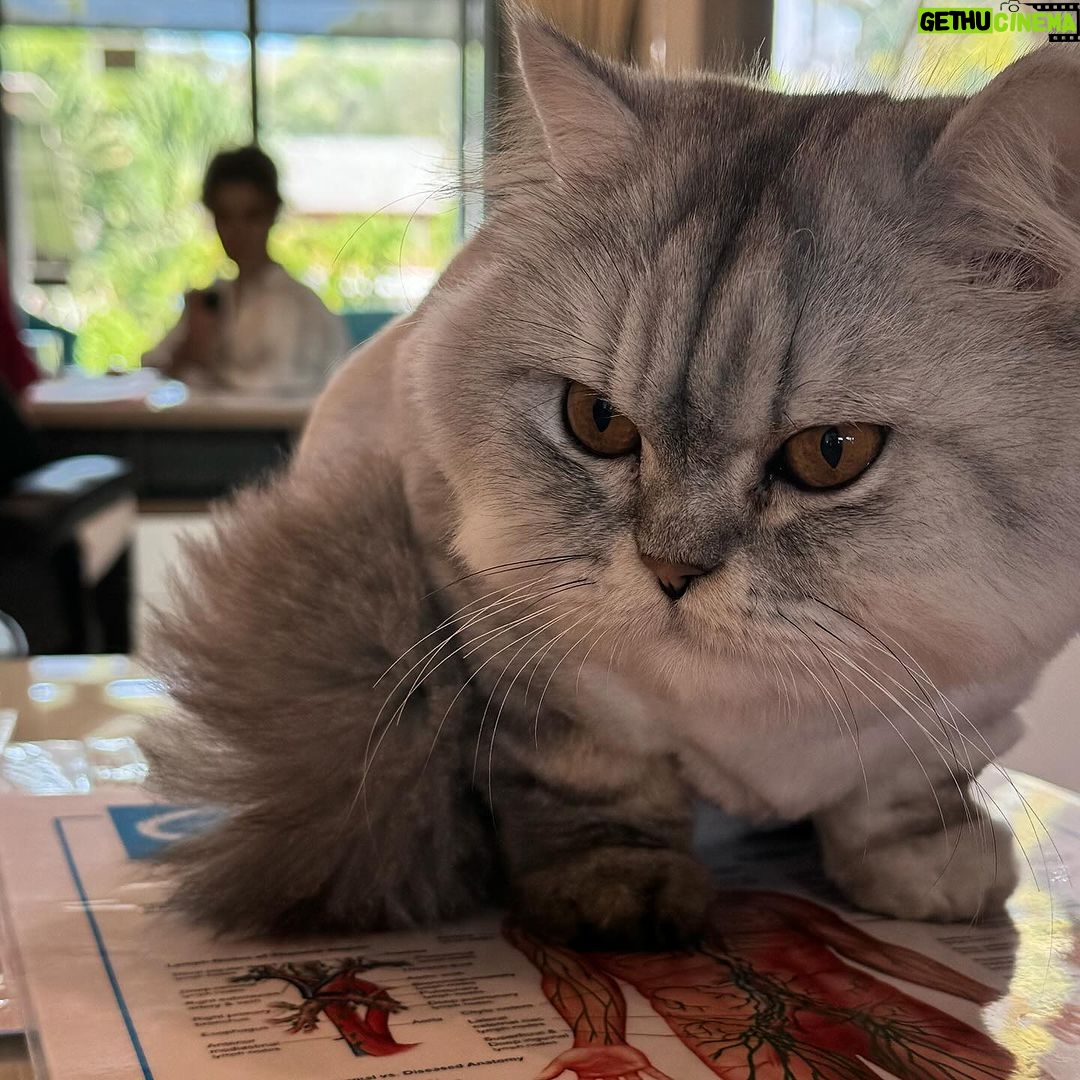 Gülben Ergen Instagram - Beslenmenin önemi hayatımızın o kadar önemli ve büyük bir dilimini kapsıyor ki… Çiğ yemek Çay kahve alışkanlığını frenlemek. Çorba ve su içmeyi çoğaltmak. Un Şeker ikilisinden uzak durmak. Phuket #TheLifeCo ailesine kendime ayırdığım bu beş gün için çok teşekkür ederim 🥒🥦🥕🥗🥥🥭🍋