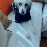 Gülben Ergen Instagram – İnsan karşılıksız ve sevdiğinde mucizeye tanık oluyor. 

Gonca’nın barınaktan, #kalp rahatsızlığı, şiddet, korku, panik ve dahası bir çok rahatsızlıkla evimize geldiğinden bu güne geçen zamandan minik bir video 🐶 

İyi ki sen bizi, biz seni bulduk ya da birbirimizi seçtik #gonca 🐶

Hayatta hiç bir şeyin tesadüf olmadığınına inanırım.

Her canlı birbirinin sınavıdır bu dünyada… 

En güzel, en yormayan, en bedelsiz sınavım barınaktan bir can sahiplenmek. 
Paspas olan adını Gonca’ya çevirmek🤍
Ve çok #sevmek 🤎