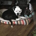 Gabrielle Echols Instagram - Happy national dog day!! 🐶🐶🐶