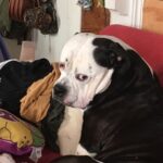 Gabrielle Echols Instagram - Happy national dog day!! 🐶🐶🐶